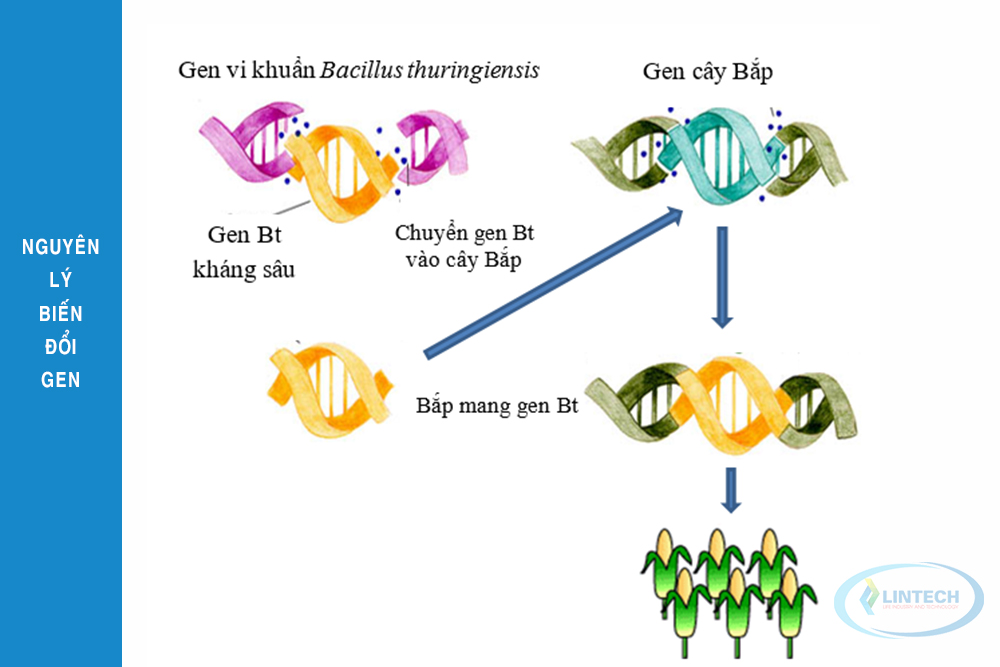 nguyên lý biến đổi gen trong sinh học phân tử