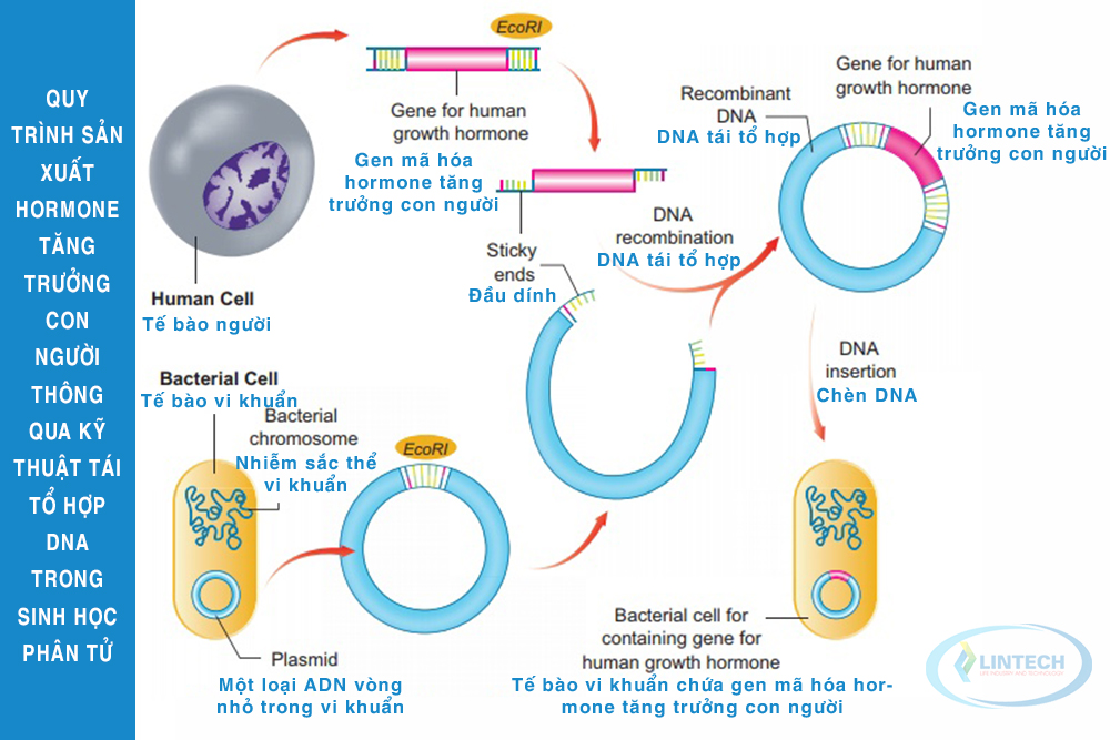 Quy trình sản xuất Hormone tăng trưởng con người thông qua kỹ thuật tái tổ hợp DNA trong sinh học phân tử