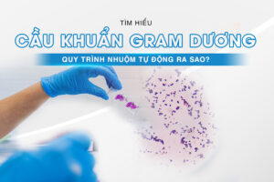 cầu khuẩn gram dương là gì