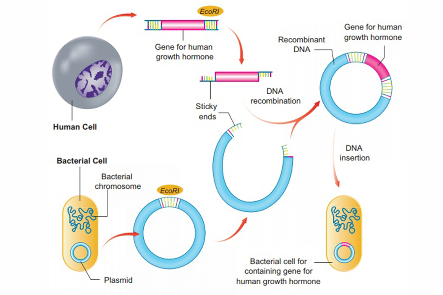 Công nghệ DNA tái tổ hợp là gì