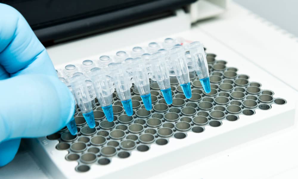 mồi trong phản ứng pcr