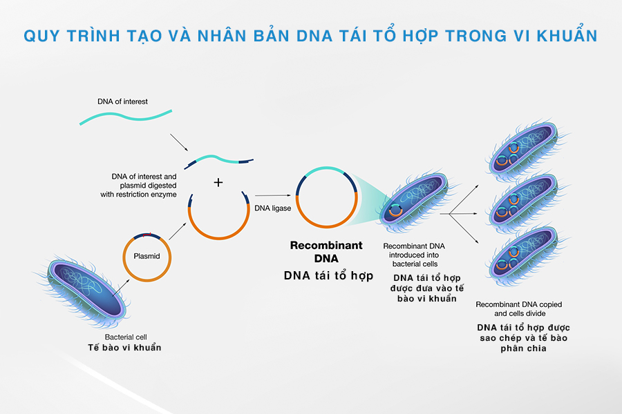 Quy trình tạo và nhân bản DNA tái tổ hợp trong vi khuẩn