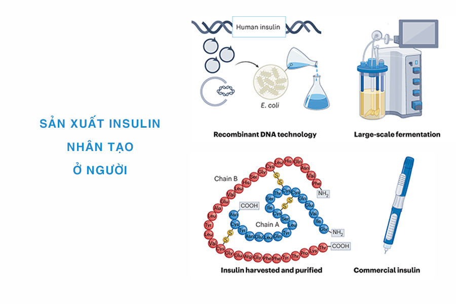 sản xuất insulin nhân tạo ở người