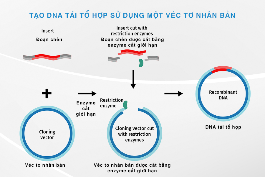 tạo dna tái tổ hợp sử dụng một vector nhân bản