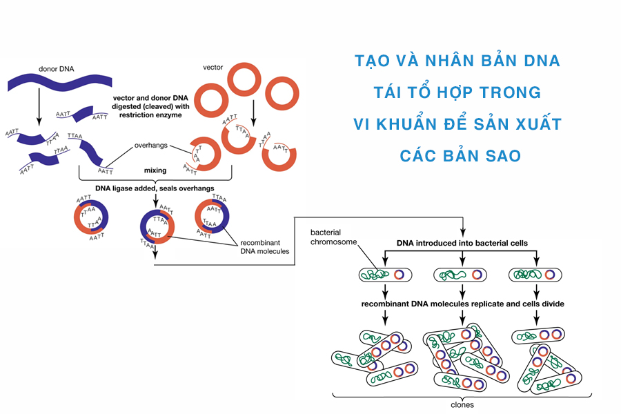 tạo và nhân bản DNA tái tổ hợp trong vi khuẩn để sản xuất các bản sao