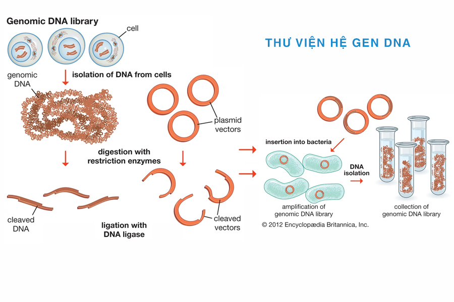 thư viện hệ gen dna tổng hợp