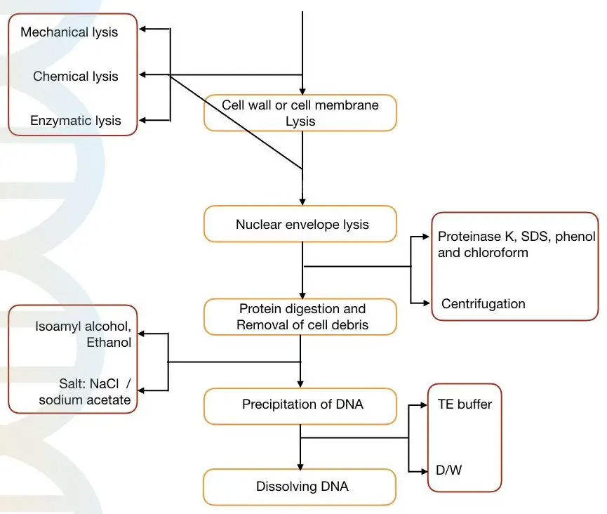 sơ đồ tổng quát tách chiết dna