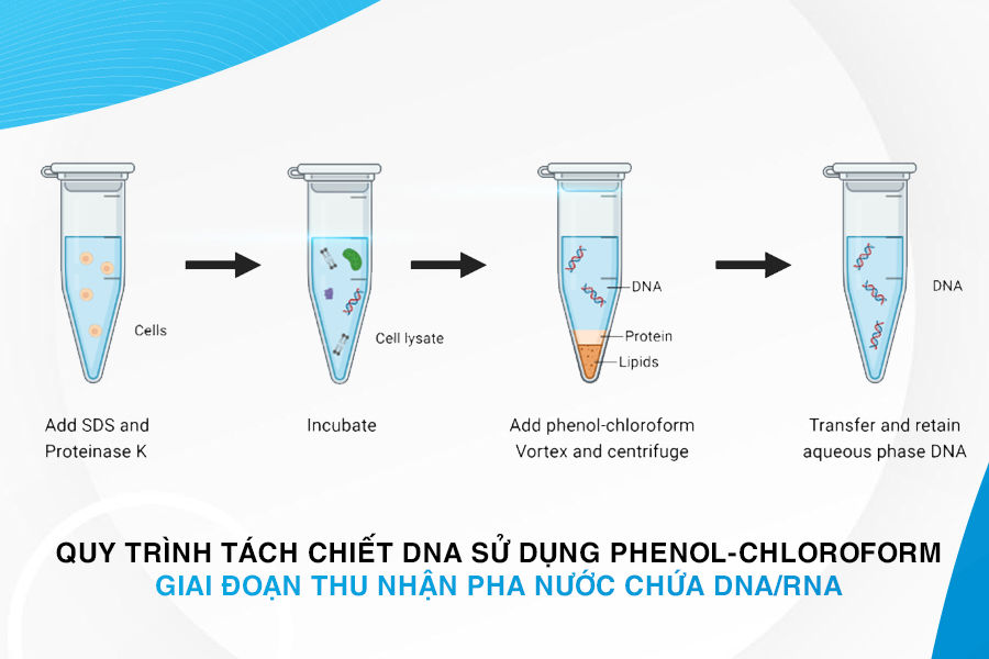 Tách chiết DNA bằng phương pháp phenol-chloroform