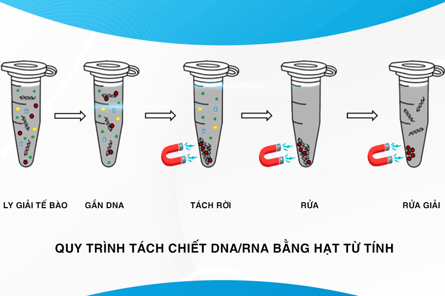 Tách chiết dna bằng phương pháp hạt từ tính