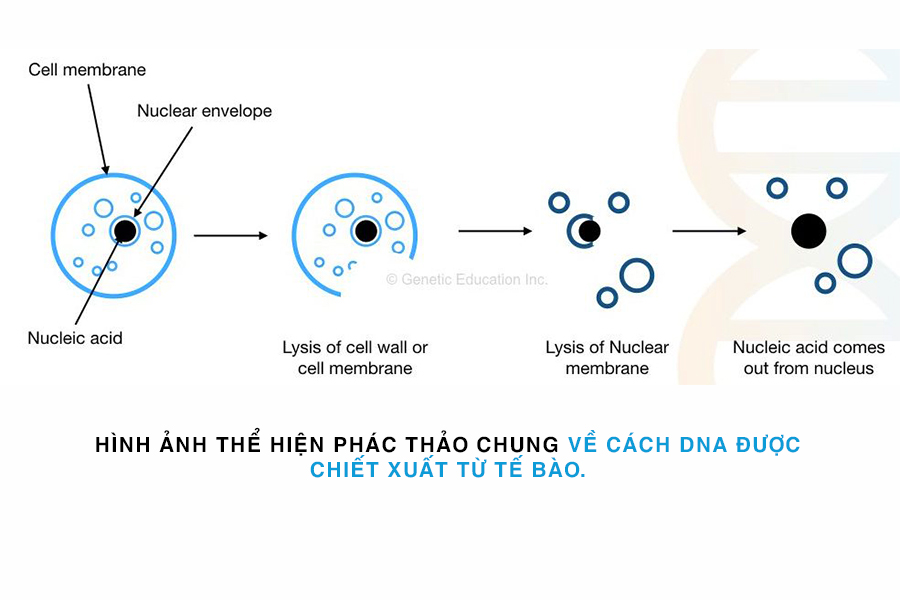 tách chiết dna từ tế bào