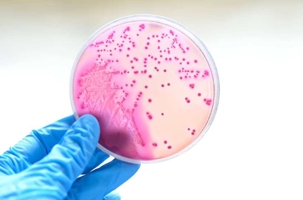 tại sao gram âm bắt màu hồng hoặc đỏ