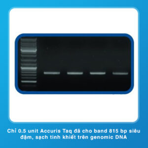 Accuris Taq Polymerase tinh khiết