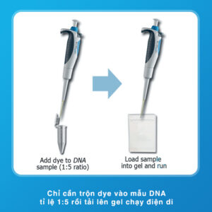 Thuốc nhuộm điện di DNA không độc SmartGlow™ DNA Stains cách sử dụng