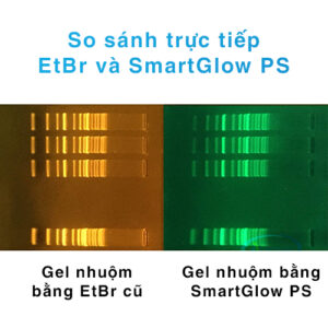 So sánh Thuốc nhuộm điện di DNA không độc SmartGlow™ DNA Stains