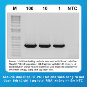 One Step RT PCR KIT Accuris vạch sáng rõ nét