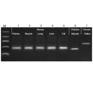 Accuris Fast Extraction PCR Kit Nhanh chóng và tiện lợi