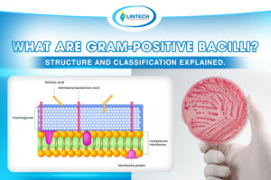 Gram-positive bacilli