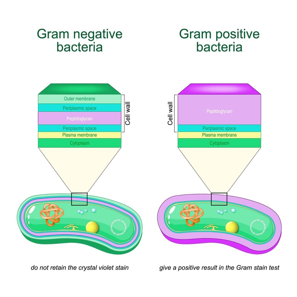 Cơ cấu gram âm và gram dương gây bệnh
