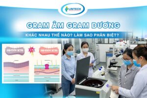 Gram âm và gram dương là gì