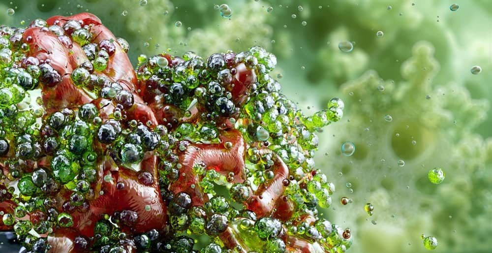 tạp khuẩn loại 2 là gì