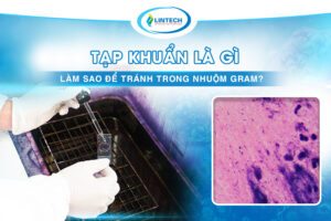 tạp khuẩn là gì
