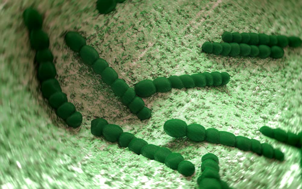 tạp khuẩn loại 3 là gì