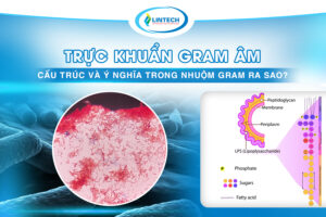 trực khuẩn gram âm