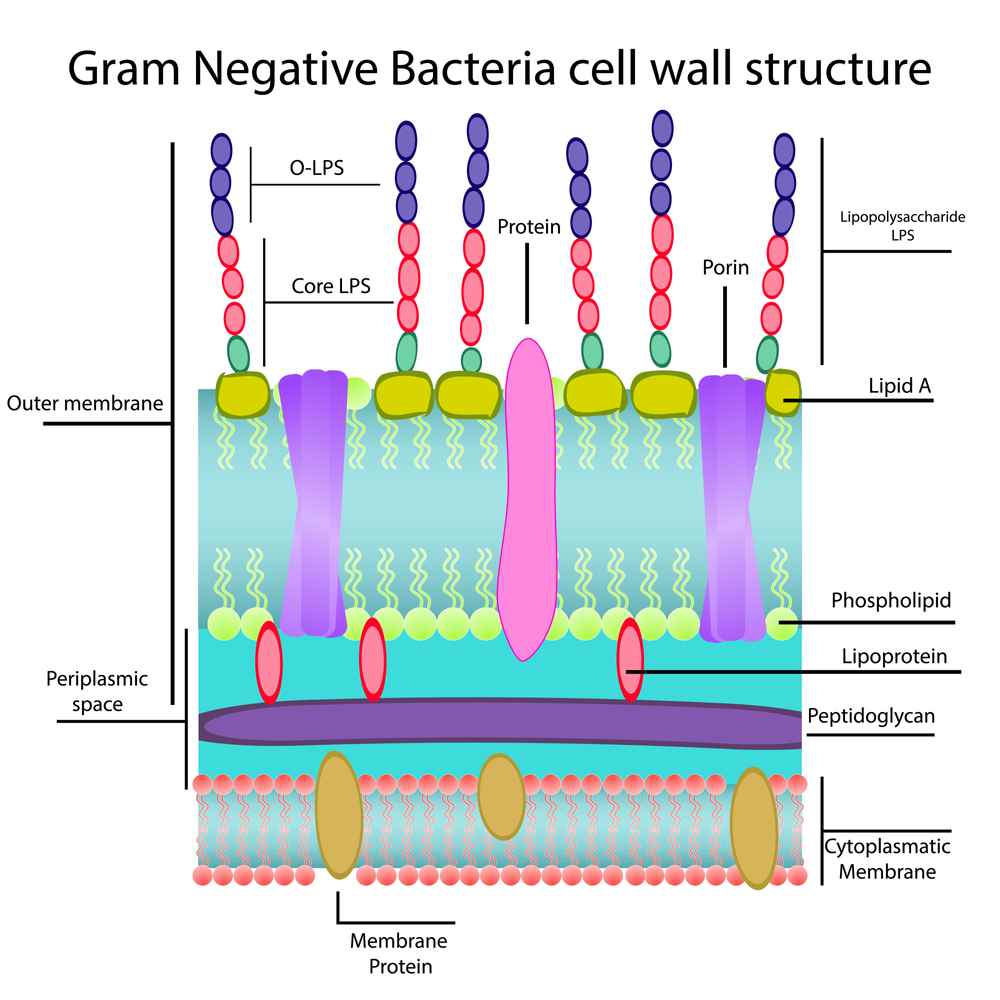 trực khuẩn gram âm cơ cấu hoạt động