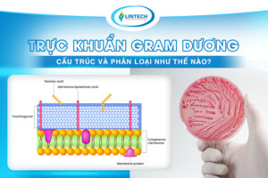 trực khuẩn gram dương