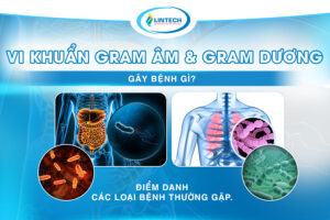 Vi khuẩn gram âm và gram dương gây bệnh gì
