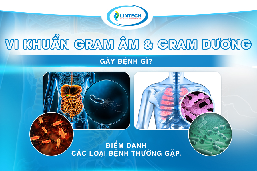 Vi khuẩn gram âm và gram dương gây bệnh gì
