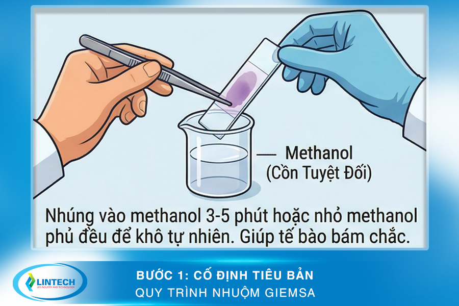 Bước 1 cố định tiêu bản trong quy trình nhuộm Giemsa
