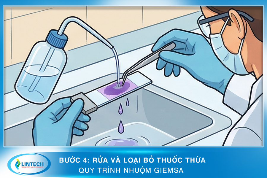 Bước 4 rửa và loại bỏ thuốc thừa trong quy trình nhuộm Giemsa