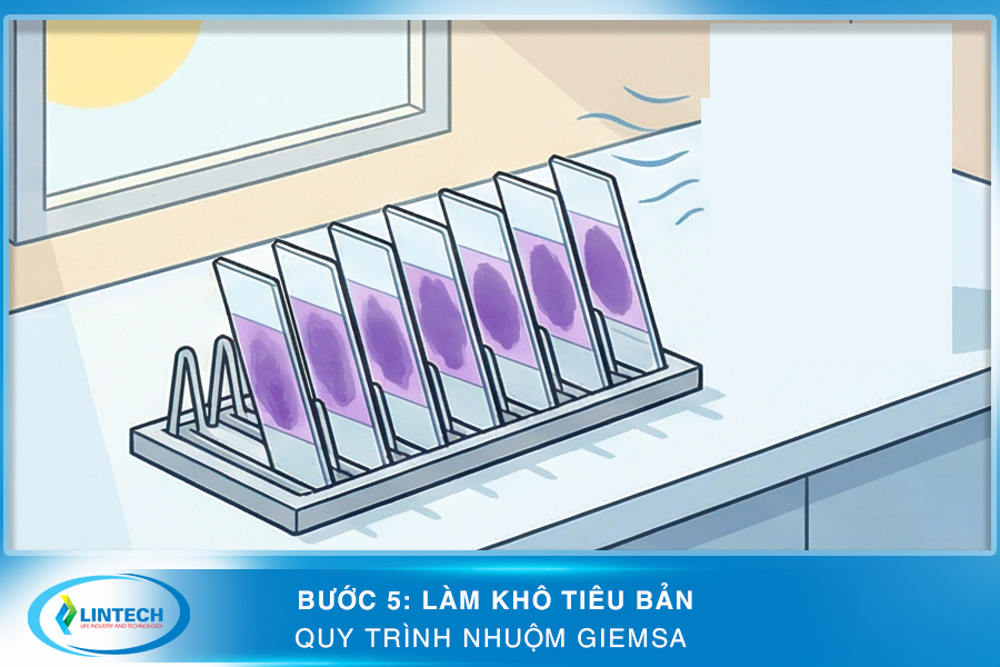 Bước 5 làm khô tiêu bản trong quy trình nhuộm Giemsa
