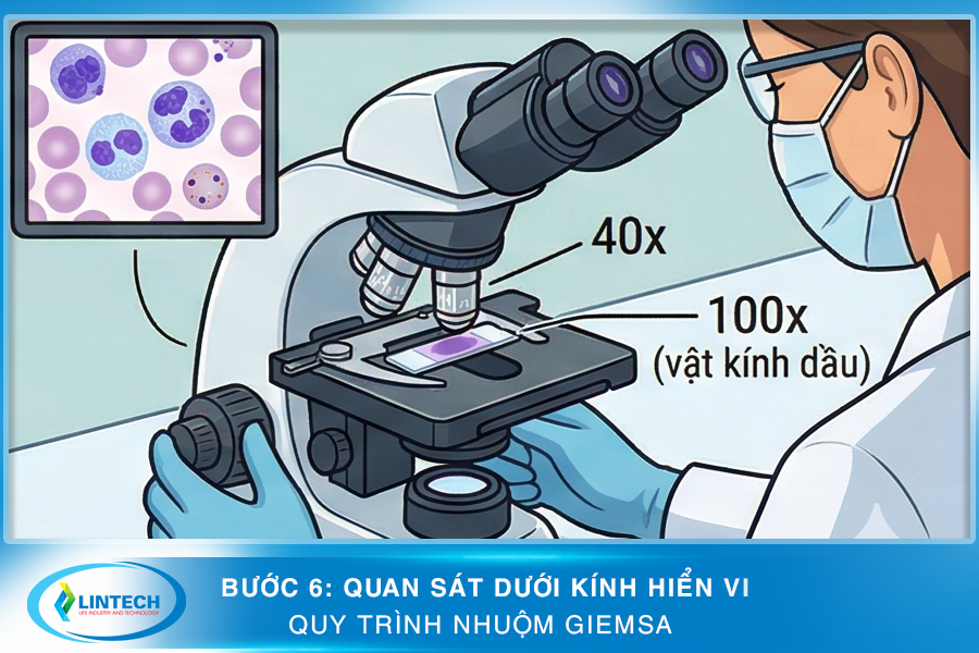 Bước 6 quan sát kính hiển vi trong quy trình nhuộm Giemsa