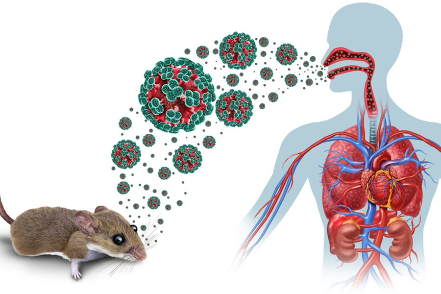 hantavirus pulmonary syndrome symptoms