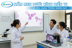 Nấm men dưới kính hiển vi