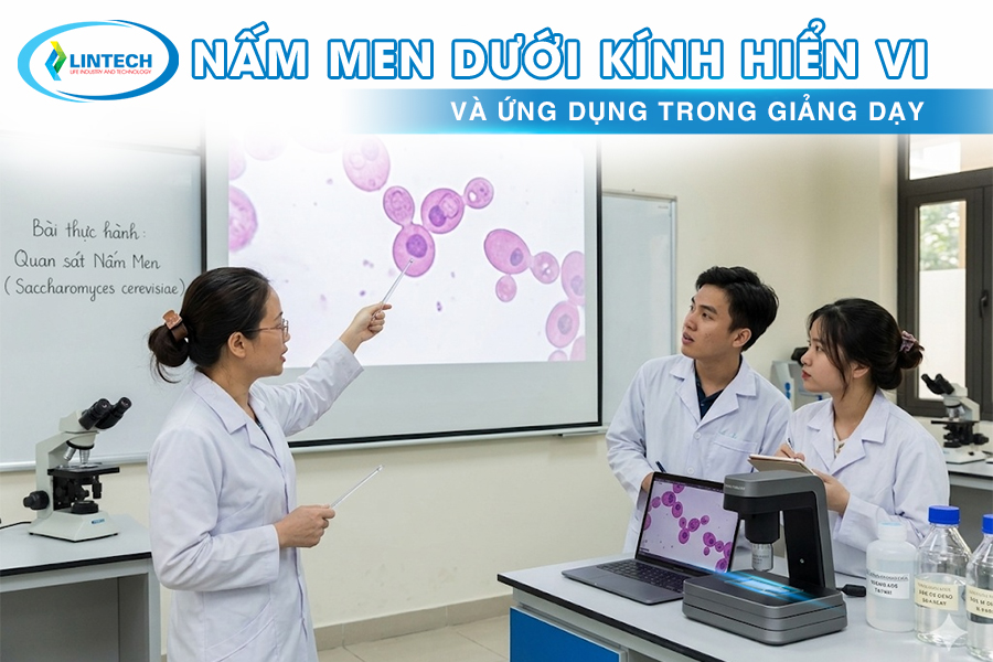 Nấm men dưới kính hiển vi