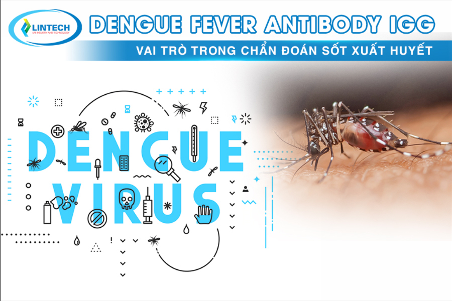 dengue fever antibody igg