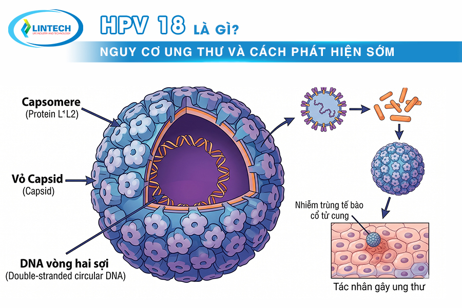 HPV 18