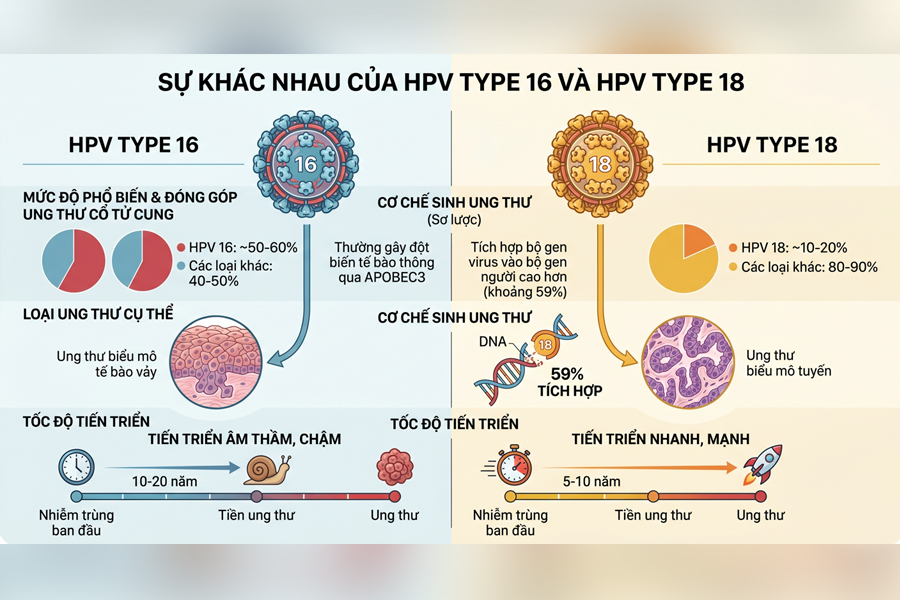 Sự khác nhau HPV 16 và 18