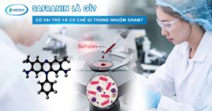 Safranin