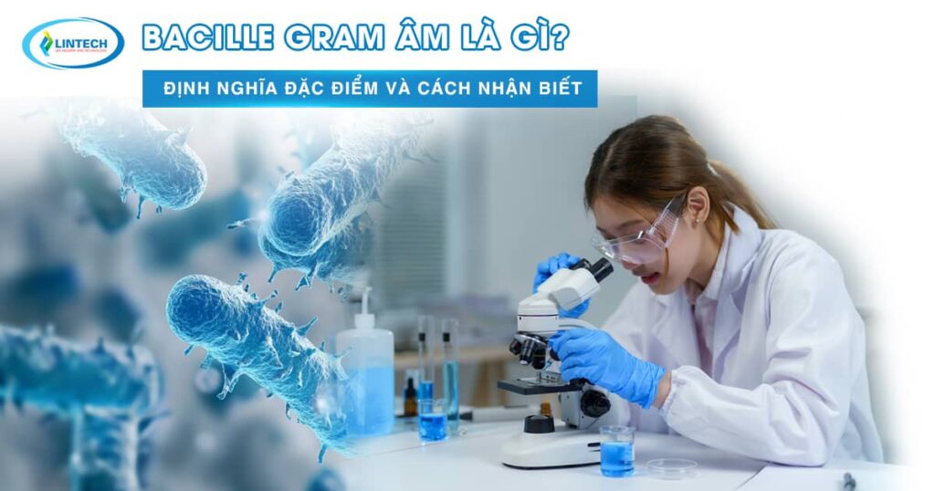 Bacille Gram Âm là gì – định nghĩa, đặc điểm và cách nhận biết