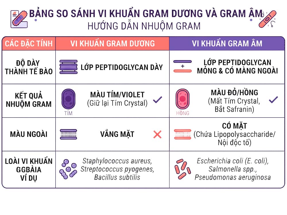 Bảng so sánh đặc điểm vi khuẩn Gram dương và Gram âm trong nhuộm Gram