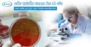Cầu khuẩn gram âm
