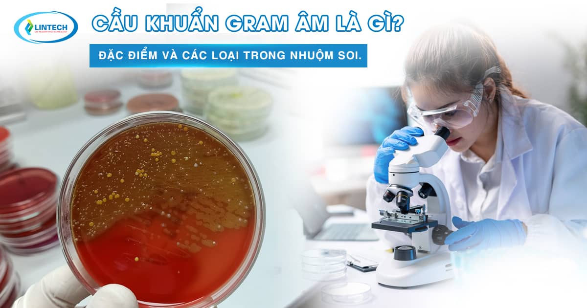 Cầu khuẩn gram âm