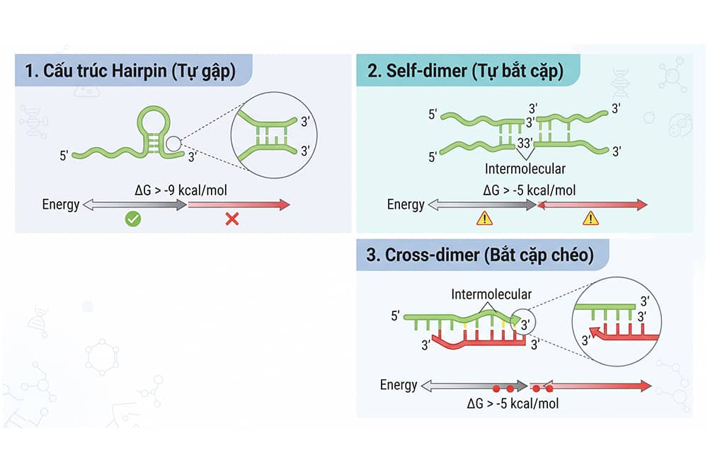 Ba cấu trúc thứ cấp cần tránh khi thiết kế mồi PCR: hairpin, self-dimer và cross-dimer cùng ngưỡng năng lượng tự do ΔG