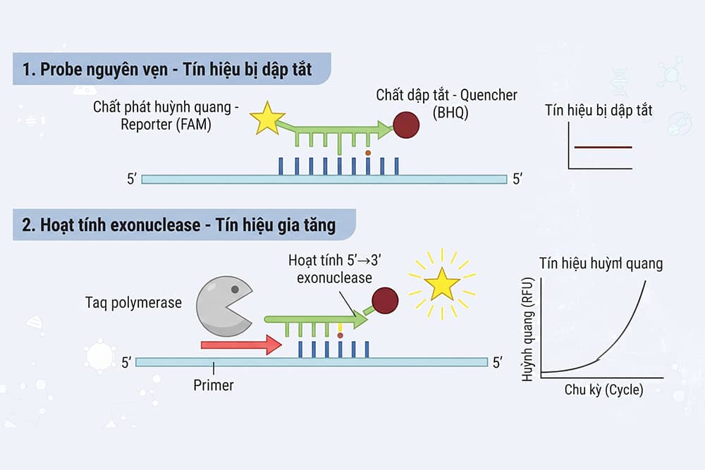 Cơ chế hoạt động của TaqMan probe trong Real-time PCR: probe nguyên vẹn bị dập tắt huỳnh quang và hoạt tính 5′→3′ exonuclease của Taq polymerase giải phóng tín hiệu