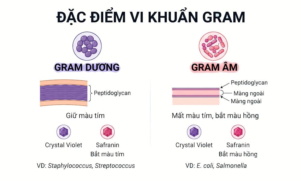 Đặc điểm vi khuẩn gram nên biết
