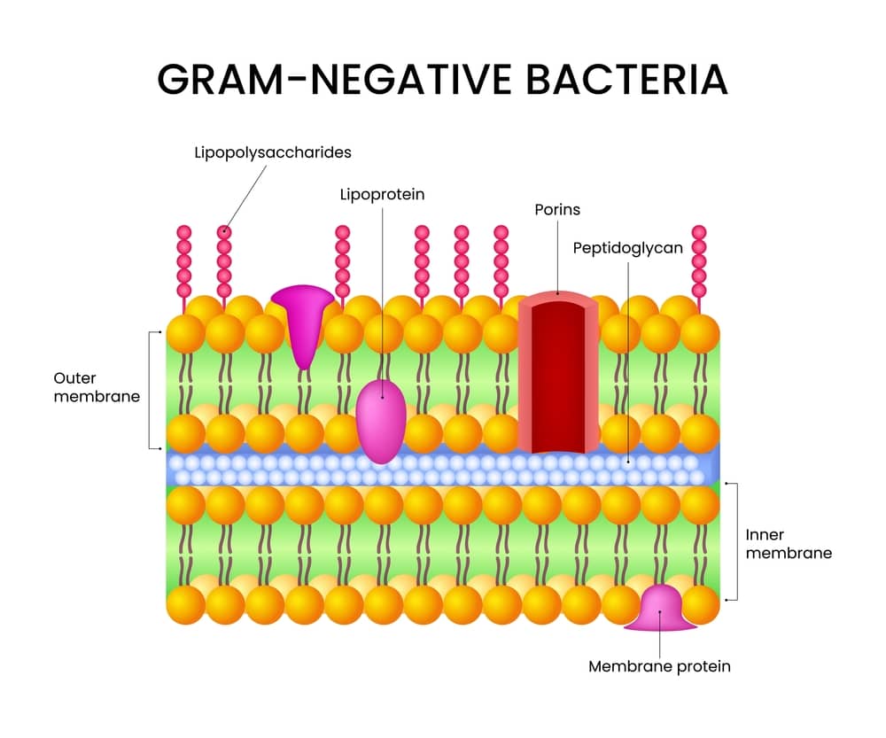Cross-section of the gram-negative cell envelope showing lipopolysaccharides, porins, lipoprotein, peptidoglycan and inner membrane